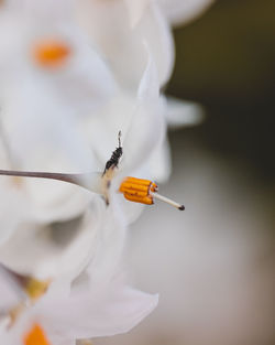 Close-up of insect on white flower