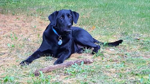Portrait of black dog relaxing on grassy field