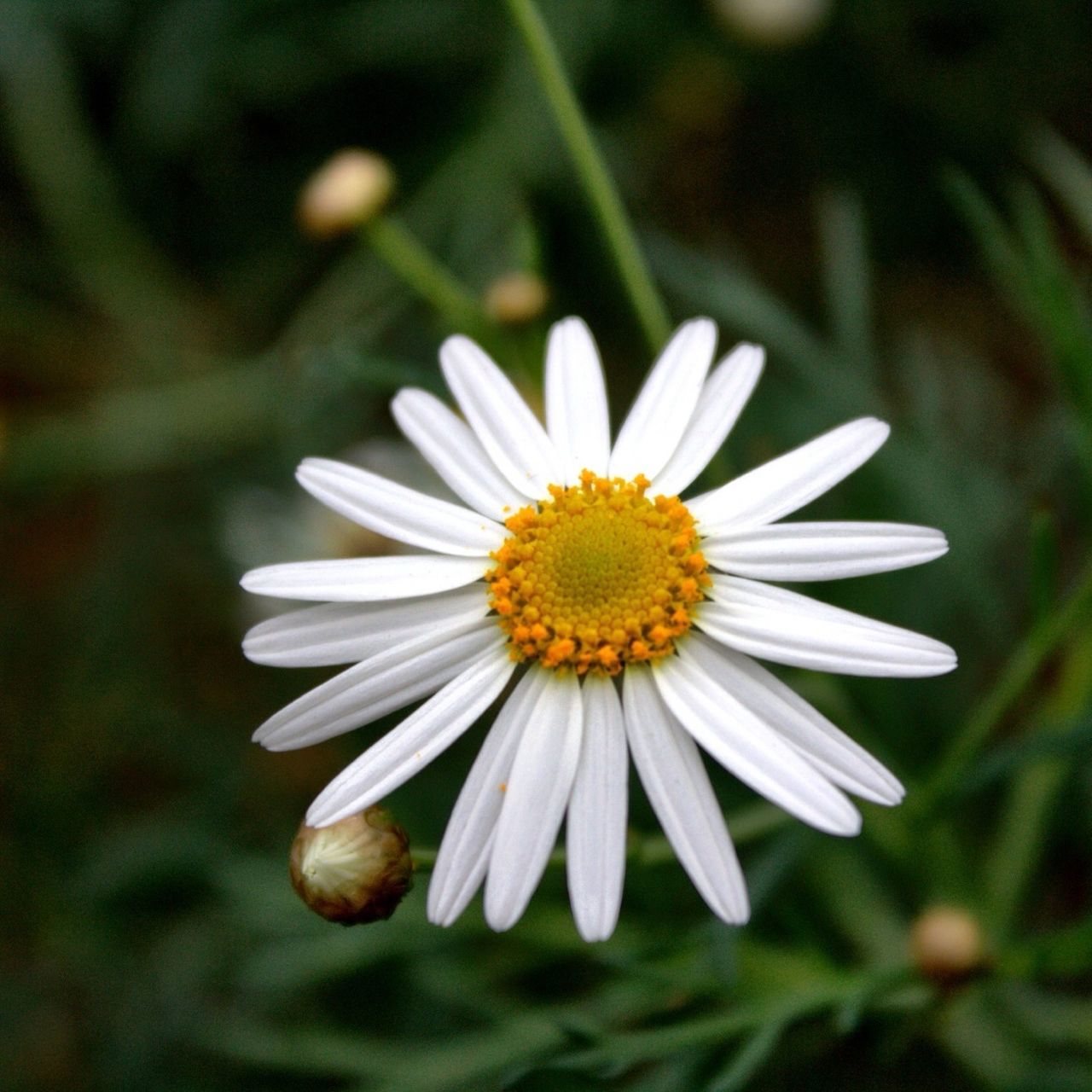 flower, petal, freshness, flower head, fragility, pollen, white color, focus on foreground, close-up, growth, beauty in nature, daisy, blooming, nature, single flower, plant, in bloom, selective focus, day, stamen