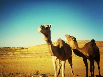View of desert against clear blue sky