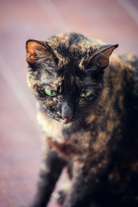 Close-up portrait of a cat