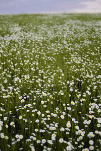 White flowering plants on field