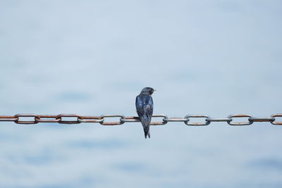 Close-up of bird perching on metallic chain against sky