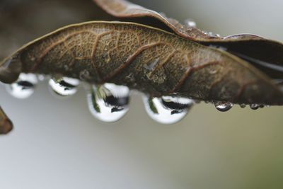 Close-up of raindrops on leaf