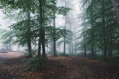 Trees in forest during foggy weather