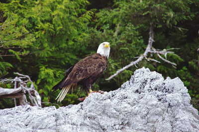 Bird perching on rock