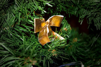 Close-up of butterfly on plant