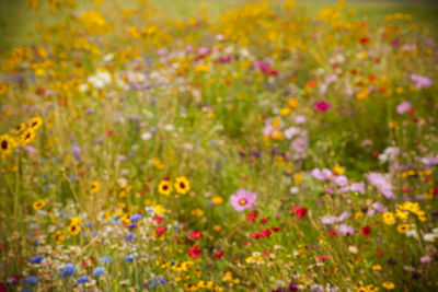 Close-up of flowers in field