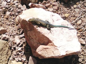 Close-up of lizard on rock