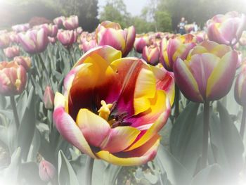 Close-up of pink tulips