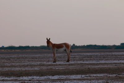 Horse standing on field