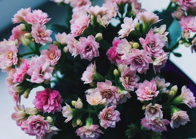 Close-up of pink flowers