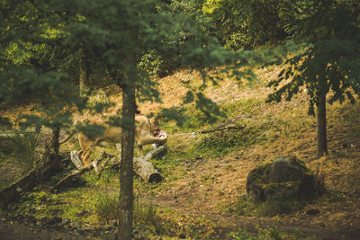 View of a forest