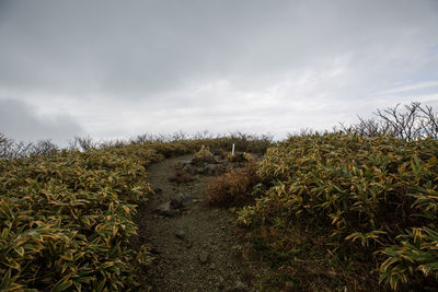 Plants growing on field against sky