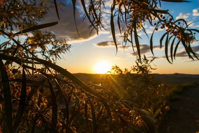 Scenic view of landscape against sky at sunset