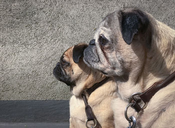 Close-up of dog outdoors