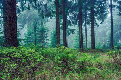 Pine trees in forest