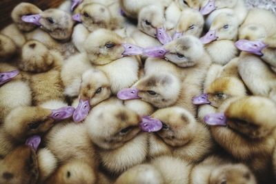 Duckling chicks assembled