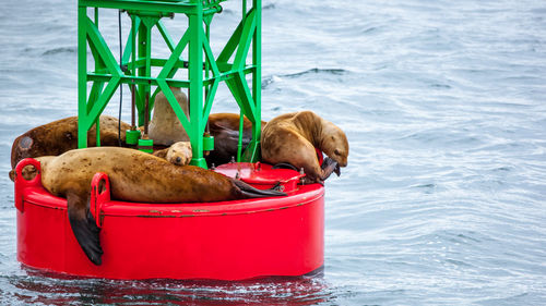 Dog lying in a sea