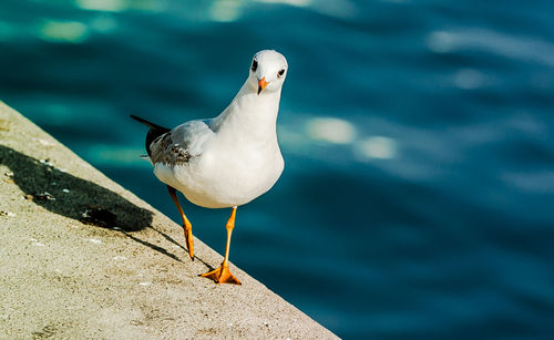 Seagull on seashore