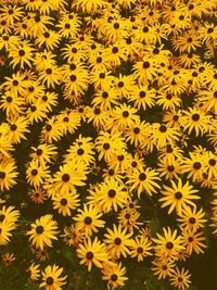 Close-up of yellow flowers