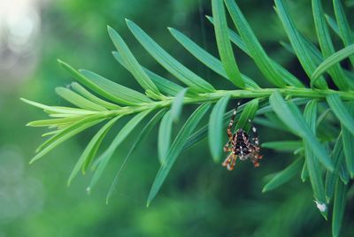 Close-up of spider on plant