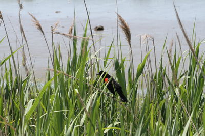 View of bird on grass against lake