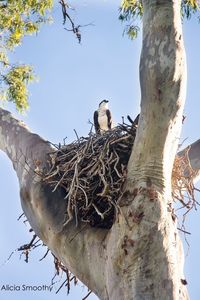 Low angle view of bird perching on tree against sky