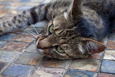 Close-up of a cat lying on floor