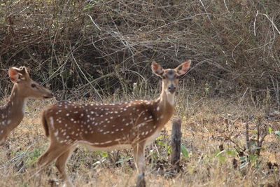 Portrait of deer