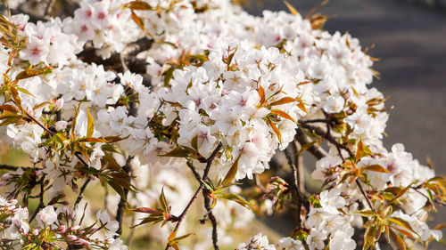 Close-up of white cherry blossom