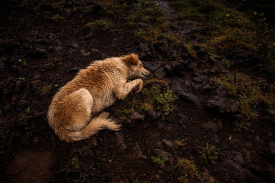 High angle view of dog on rock in forest