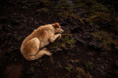 High angle view of rabbit on rock in forest