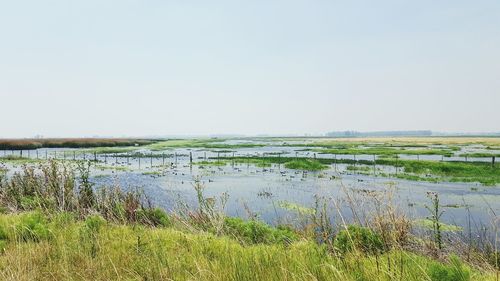 Scenic view of agricultural field against clear sky