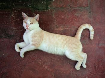 Directly above shot of cat lying on floor