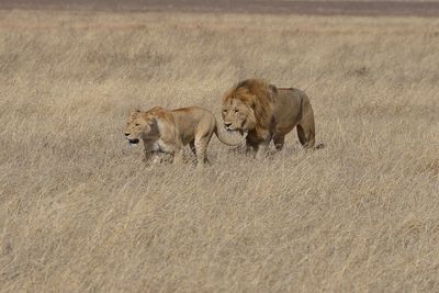 Lions in a field