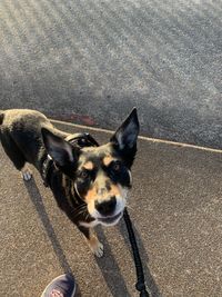 High angle portrait of dog standing on road