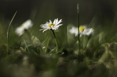 Close-up of flowers growing in field