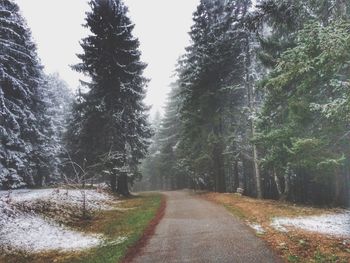 Road amidst trees in forest