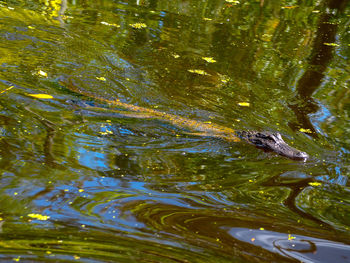 Close-up of crocodile swimming in water