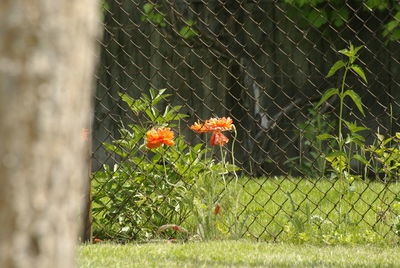 Close-up of bird on plant