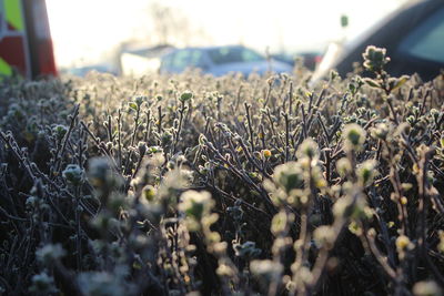 Close-up of plants growing on field