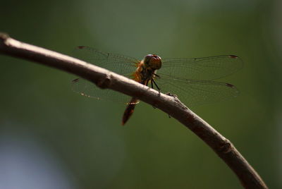 Close-up of damselfly on leaf