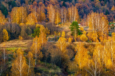 Pine trees in forest during autumn