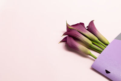 Close-up of food on white background