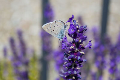 Close-up of butterfly on purple flower