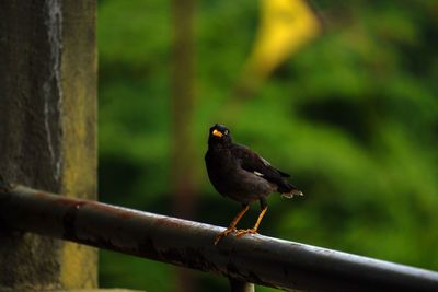 The javan myna, also known as the white-vented myna perching on a steel beam