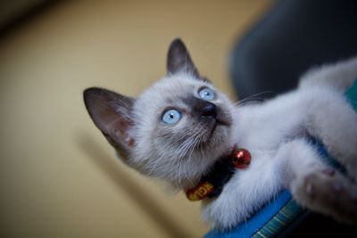 Close-up portrait of kitten on bed at home