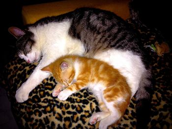 Close-up of cat sleeping