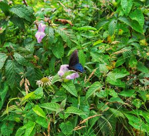 Close-up of butterfly on plant